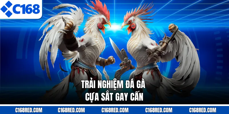 Trải nghiệm đá gà cựa sắt gay cấn